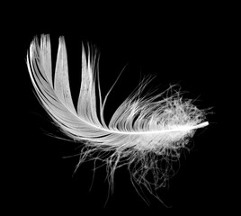 White fluff feather isolated on a black background.