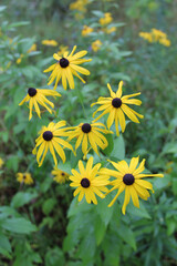 Black-eyed Susans at Somme Woods in Northbrook, Illinois