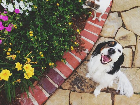 English Setter Looking Up and Smiling