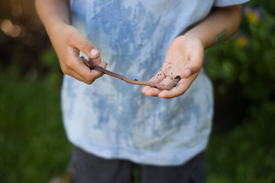 a curious boy holds a worm stretched between two hands