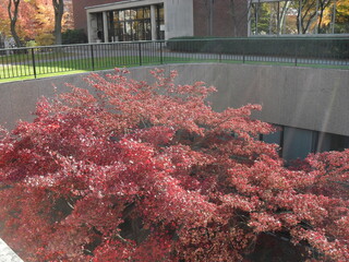 autumn in the park