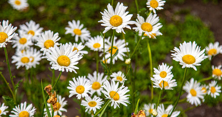 Field of many colors of white daisies, nature.