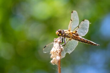 Closeup of a dragonfly sitting on a branch.