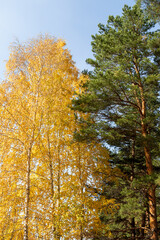 Autumn birch yellow forest. Golden autumn