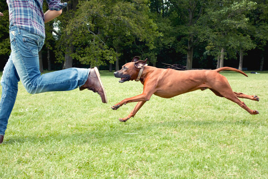 A dog playfully chasing his owner in the park