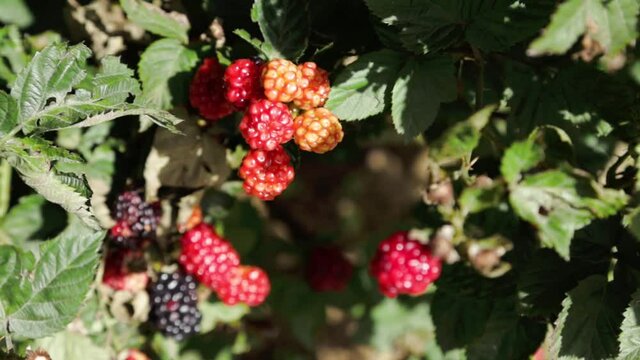 Close up of ripe wild blackberry bush ready to pick - red and purple raspberries