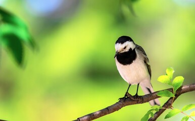 Wagtail of a bird in nature closeup.