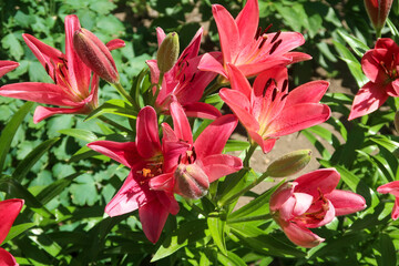 Wild orange tiger lily growing along, background, natural, fresh, petals, nature.