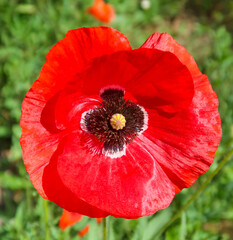 Poppies flower on green, background, wild, natural, fresh, petals, nature.