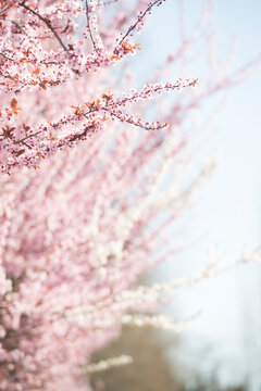 Pink Cherry Blossoms