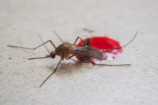 mosquito bug with blood