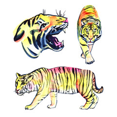 Hand drawn watercolor summer illustration with tiger. Perfect for wallpapers, web page backgrounds, surface textures