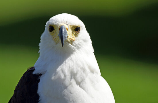 African Fish Eagle