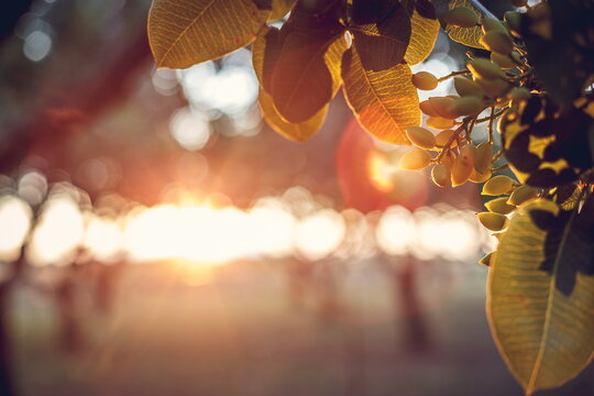 Pistachios growing on trees in the sunlight