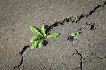 アスファルト　割れ目　草　素材