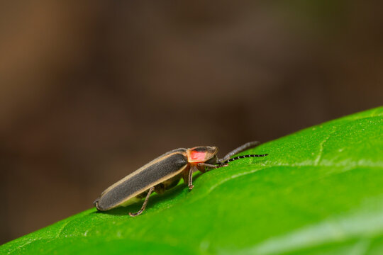 Day Sleeper - a lightning bug or firefly in a daytime torpor on a leaf