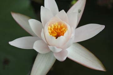 Water lily is flowering on the surface of water. Large flower.