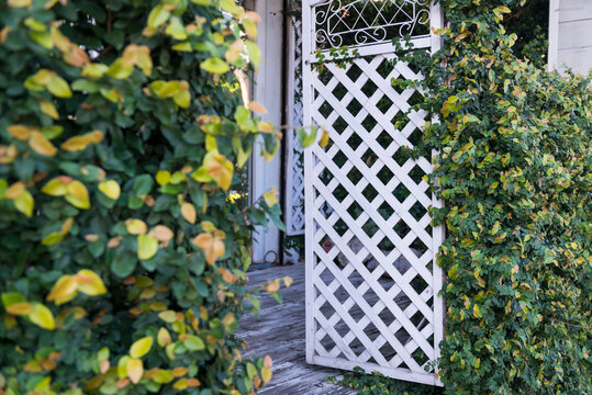 White grid door with creeper