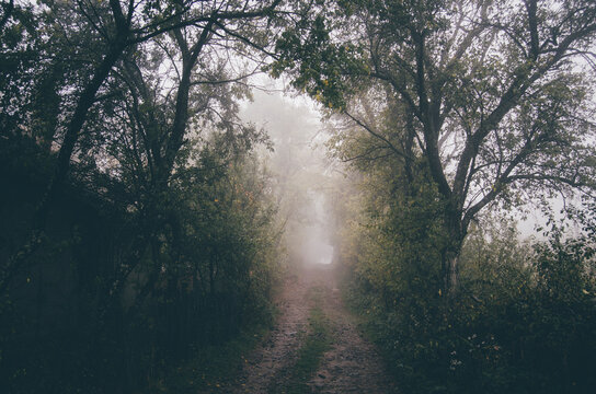 Path through dark forest