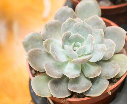 Green rosette succulent in red plant pot