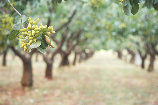Pistachio trees