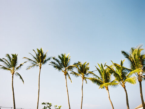 line of palm trees against sun light blue sky