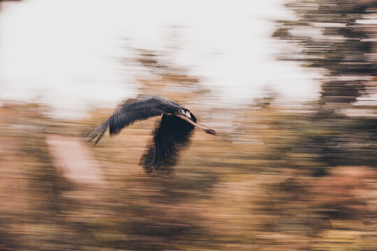 Marabou stork