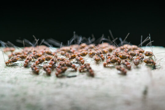 psocid insect