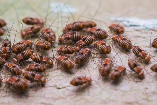 psocid insect