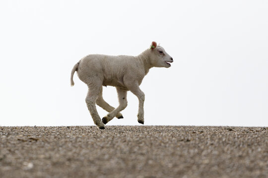 Young lamb running on a dike