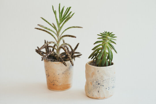 Handmade pottery succulent planter on white background