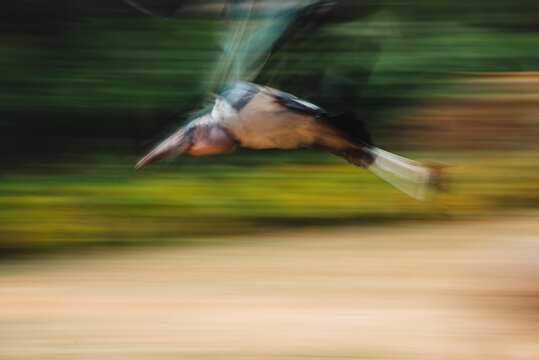 Marabou stork