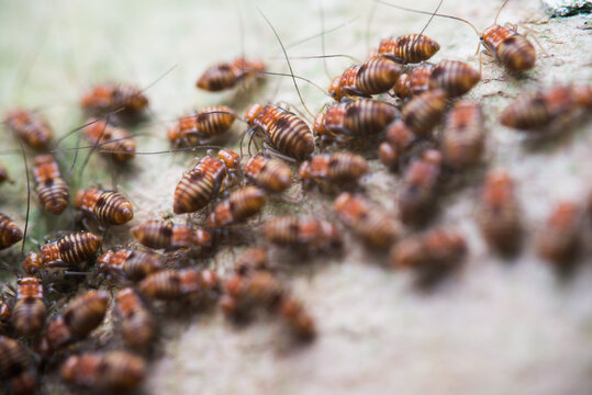 psocid insect