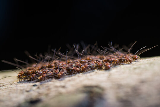 psocid insect