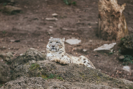 snow leopard relaxing on a rock