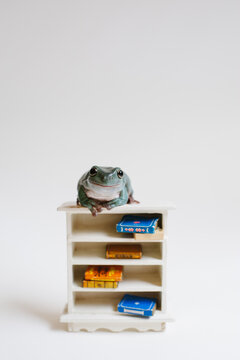 Tiny tree frog sitting on miniature book shelf