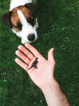 Cute dog playing with a T-Rex Dinosaur