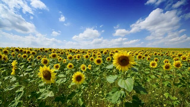 Bautiful sunflowers field over blue sky 