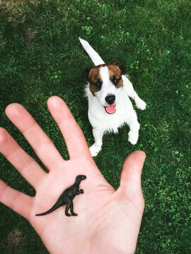 Cute dog playing with a T-Rex Dinosaur