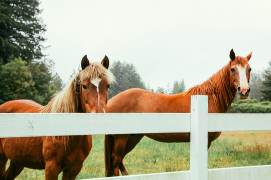Two chestnut horses standing at a fence on a farm