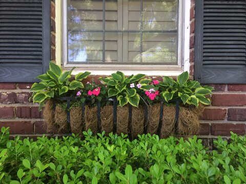 Colorful Window Box with Boxwood and Shutters on Red Brick House