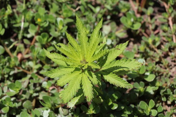 Sample of cannabis sativa born on the sidewalk