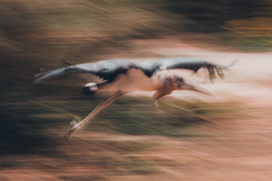 Marabou stork