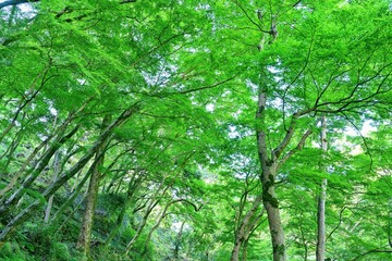 Fototapeta na wymiar 見上げる夏の青モミジの情景＠箕面、大阪