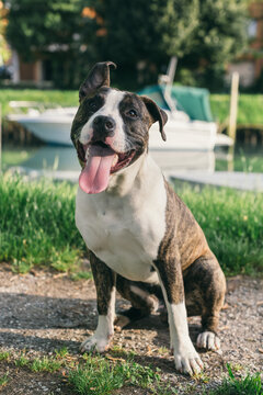 Cute Dog outdoor