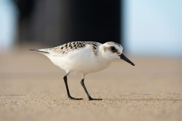 Sandpiper