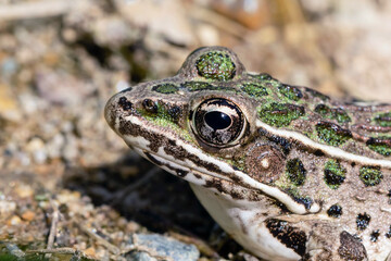 Close Up of a Northern Leopard Frog
