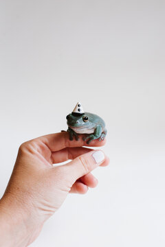 tiny tree frog with miniature party hat on