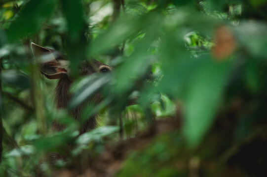 Wildlife