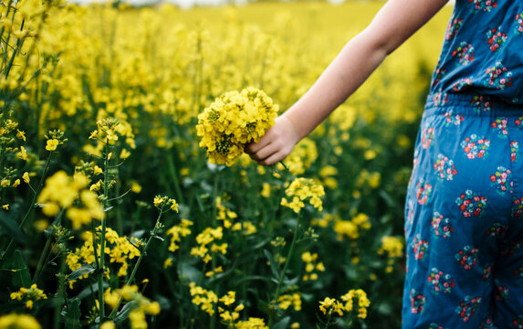 An unrecognisable little girl in a field of rape holding a posy of flowers.
